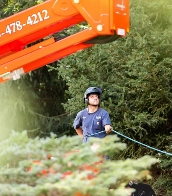 work photo from dlandgtree.com