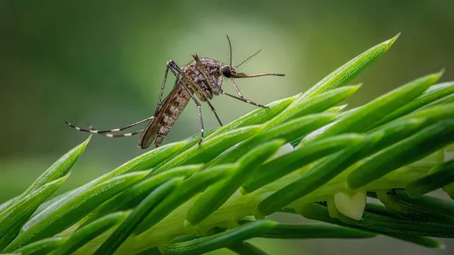 Mosquito control treatment servces