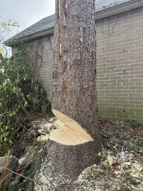 Large tree trunk with a deep directional face cut opened in it, standing close to a brick building wall