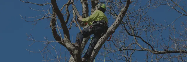 Certified Arborists
who care about your trees