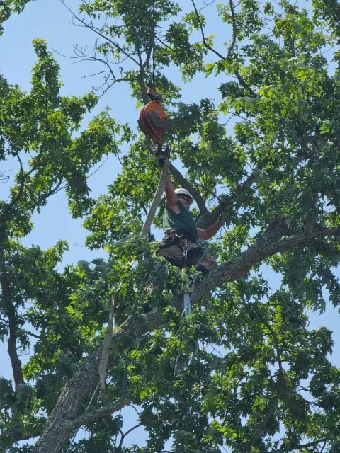 Tree removal service using tree chopper
