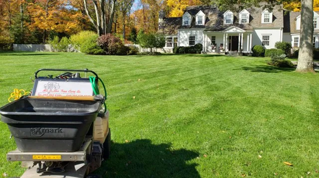 Mo & Sons Tree Care: Emergency tree removal in Norwalk, Greenwich and Westport