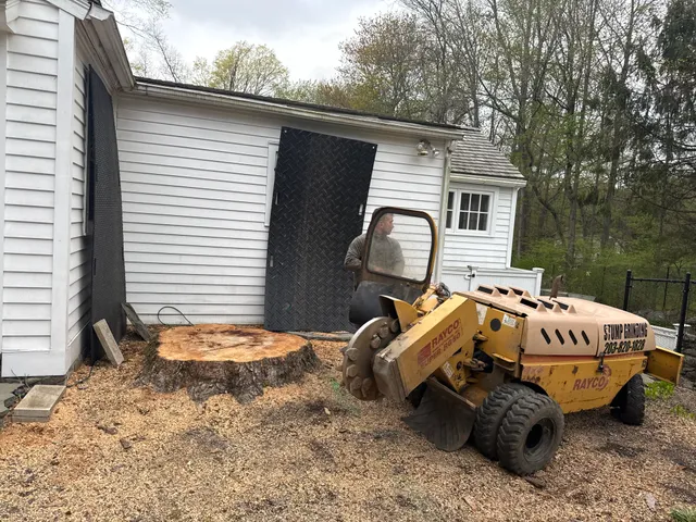 Four Seasons Tree services work photo