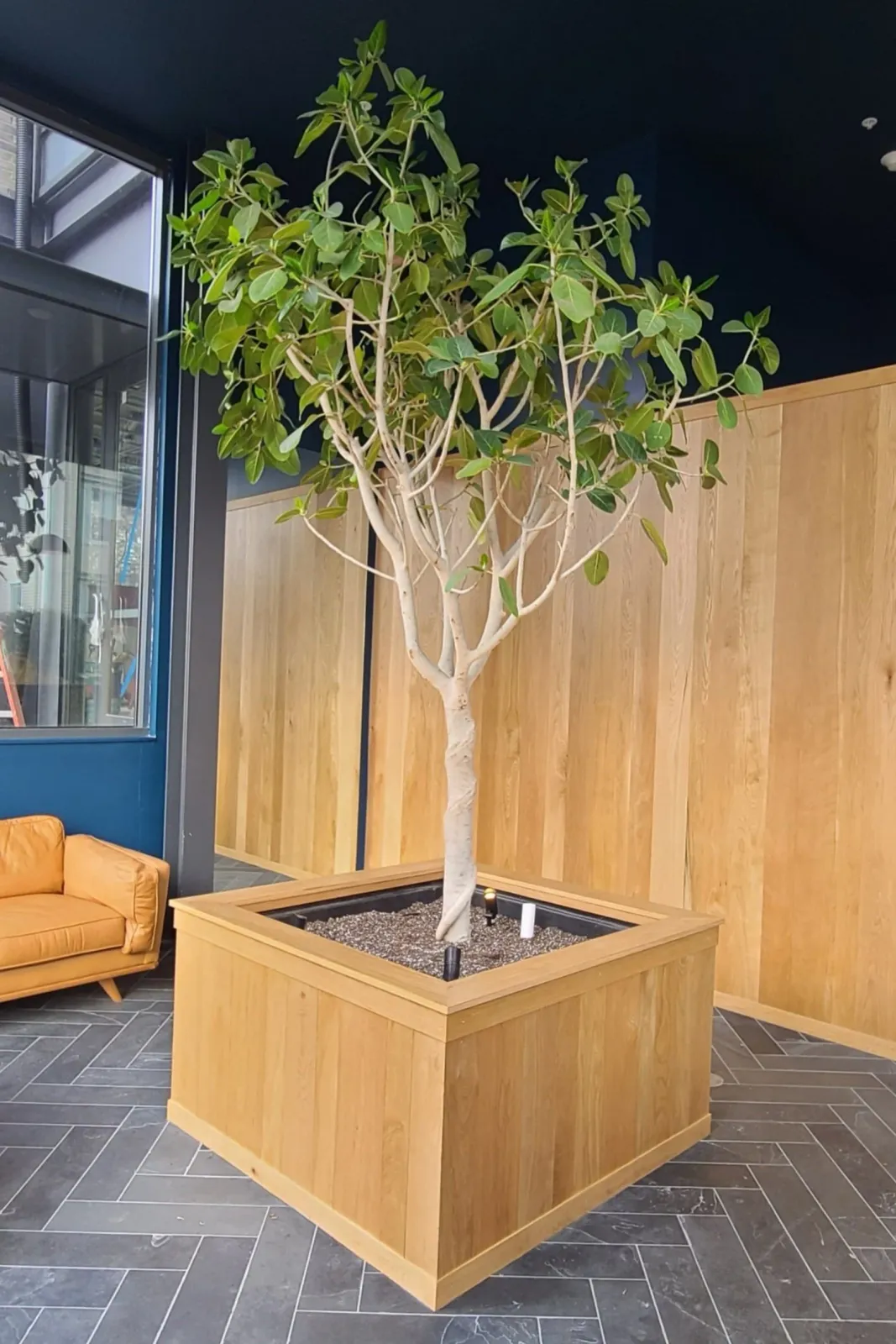 white oak planter