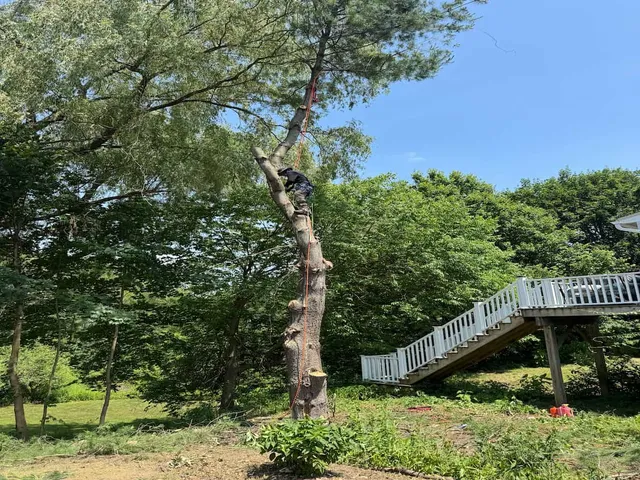 Tree Trimming & Pruning