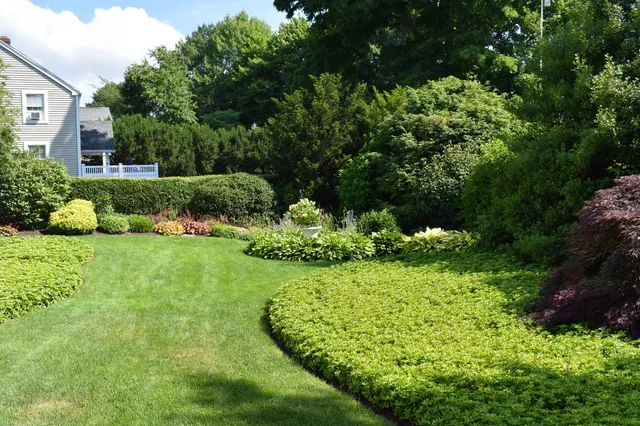 Backyard with sculpted hedges and curved garden beds