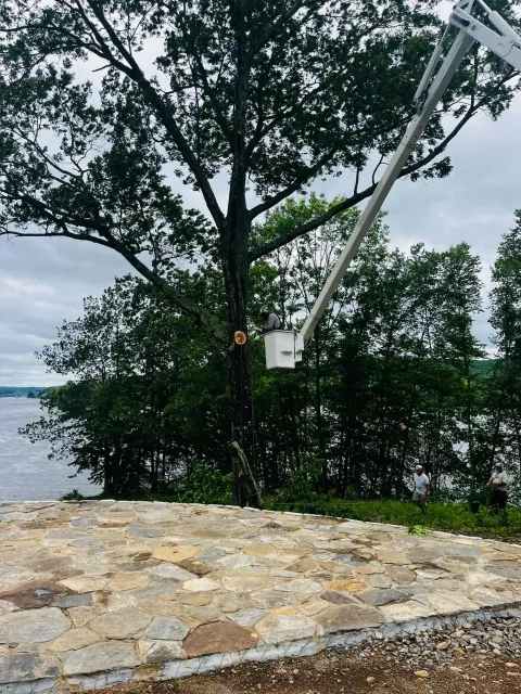 A tree trimming bucket lift with a worker pruning a large tree near a body of water. Two other workers are walking nearby on a grassy area with trees in the background and trees on the horizon.