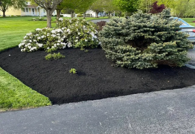 A landscaped yard with two bushes, one has white flowers, the other is a green coniferous bush, surrounded by dark mulch, with a grassy lawn, trees, and a house in the background.