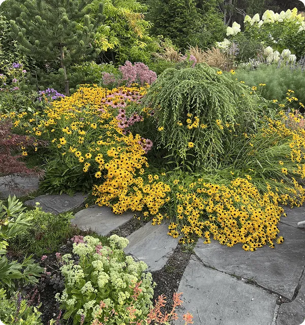 A colorful garden scene with abundant yellow black-eyed susan flowers, pink coneflowers, and green foliage surrounding a stone pathway.