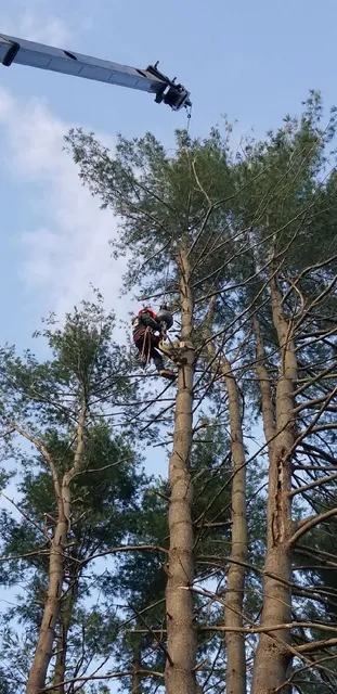 RGS Tree Service Inc