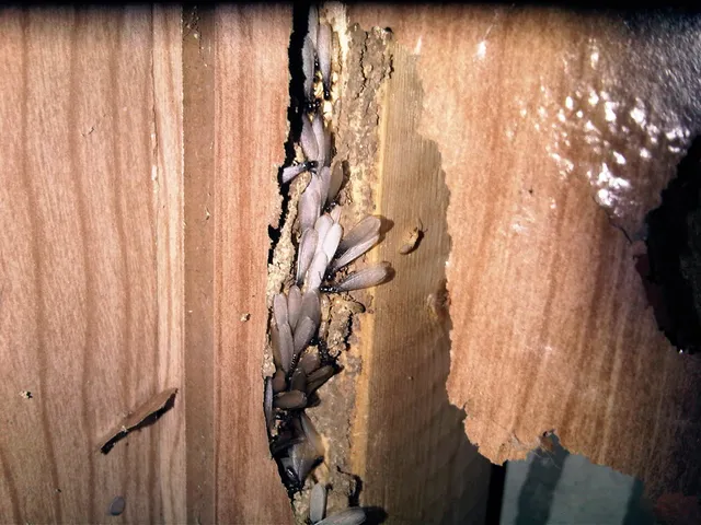 Cobra Pest Control work photo