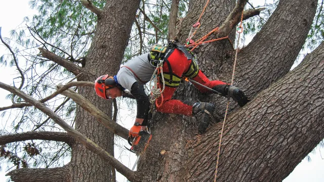 Red Squirrel Arborcare work photo