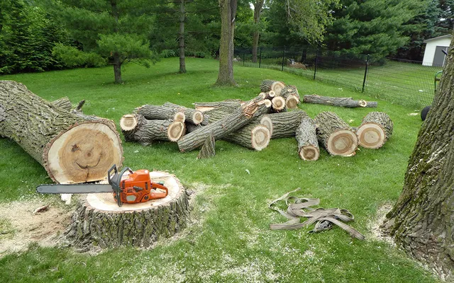 work photo from capecodtreeservices.com