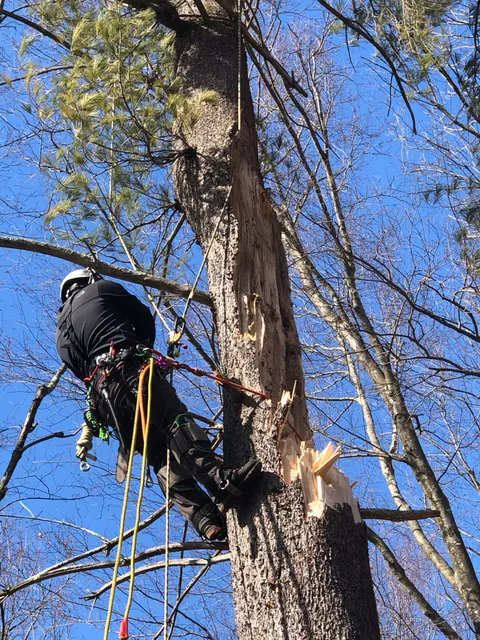 MGO Tree Specialist work photo