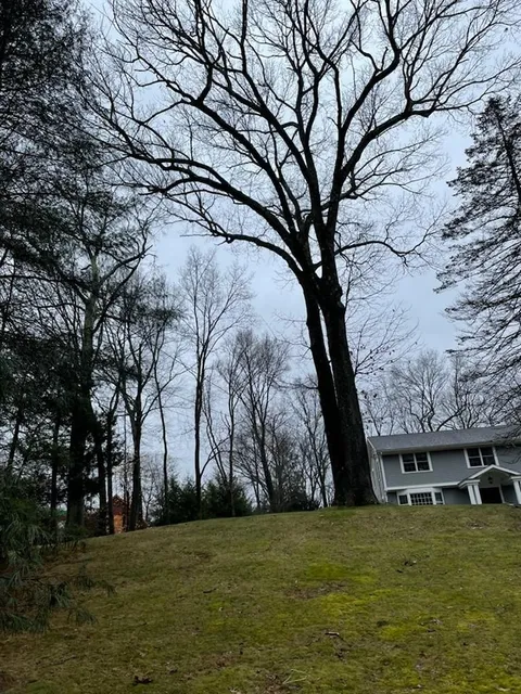 work photo from angelotreeservices.com