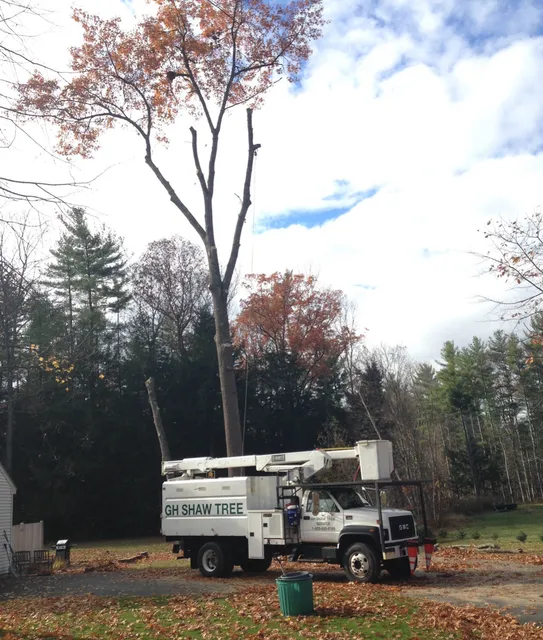 GH Shaw Tree work photo