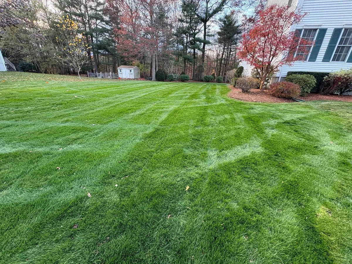 Creeping bentgrass removal and lawn renovation — completed project showing thick, healthy turf