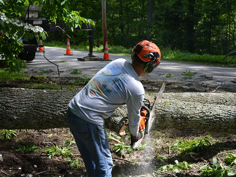 work photo from krohnkutztree.com