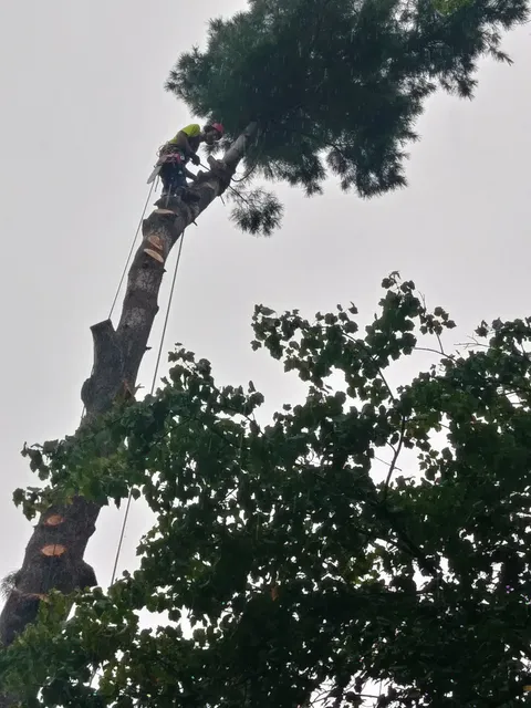 Windham Tree Service work photo