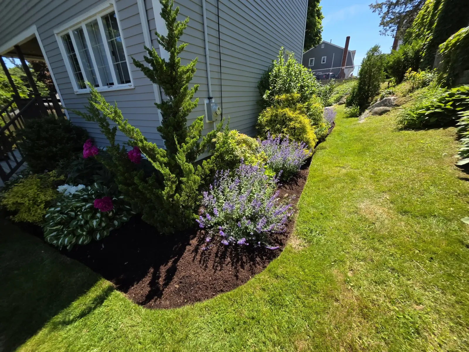 Sunny side garden beside a beige house with purple flowers yellow shrubs and a narrow green lawn curving toward boulders