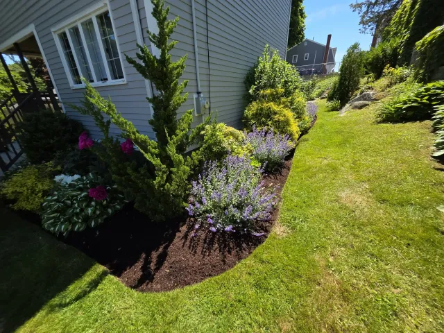 Sunny side garden beside a beige house with purple flowers yellow shrubs and a narrow green lawn curving toward boulders