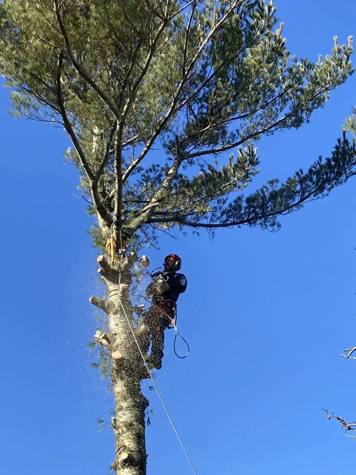 Tree Removal