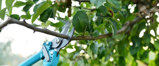 work photo from oasis-treecare.com