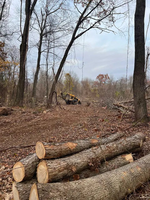 logs stacked in foreground with a bulldozer clearing a wooded area in the background