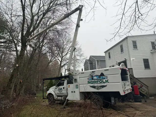 Norfolk Tree work photo