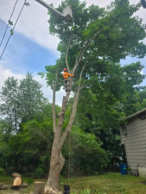 work photo from dependabletree.net