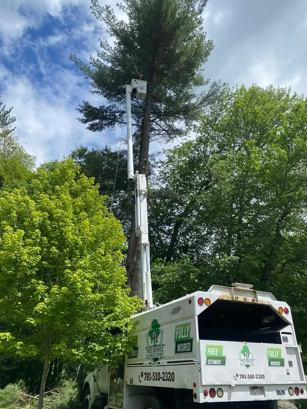 Utility truck trimming a tall tree beside a road, with green foliage and blue sky overhead