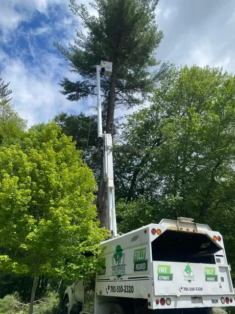 Utility truck trimming a tall tree beside a road, with green foliage and blue sky overhead