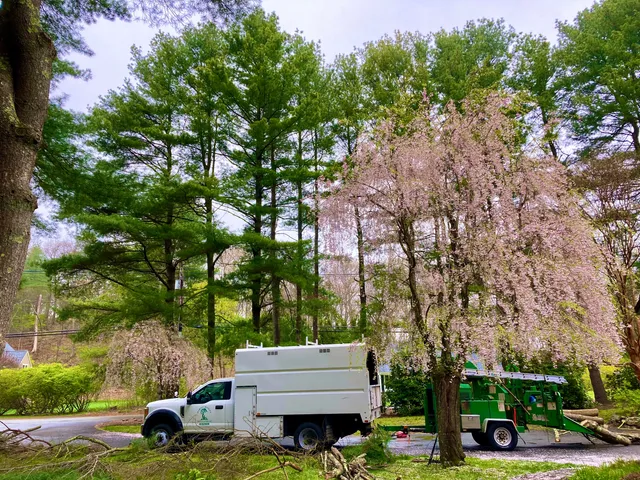 Manley Tree Care work photo