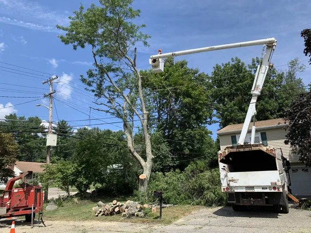 AAI Tree Service work photo