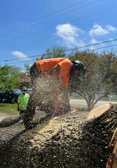 work photo from svtree.com