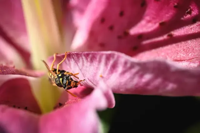Close-up macro photograph of a wasp