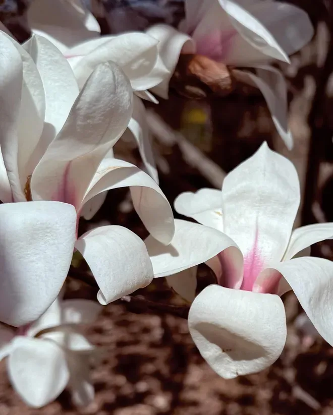 White and pink star magnolia flowers blooming in sunlight.