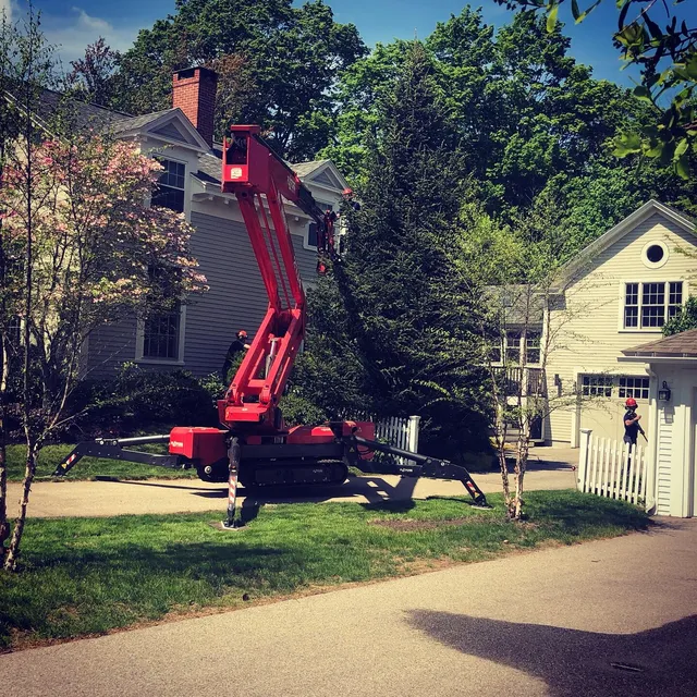 SEACOAST TREE CARE work photo