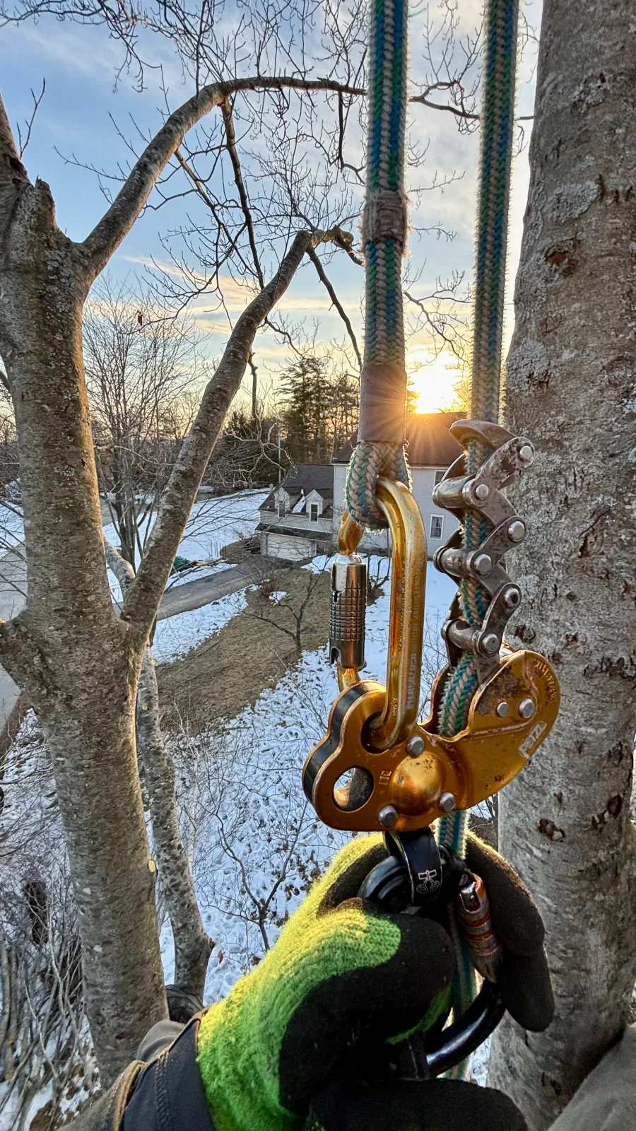 new england tree service arborist repelling in tree