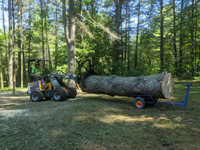 Steinert Tree Care work photo