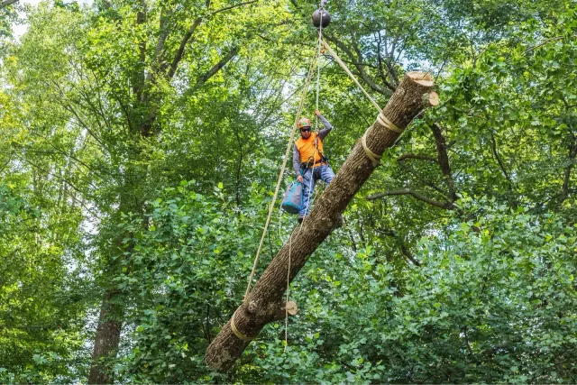 Recent work tree services fairfield county ct featuring detailed trimming and cleanup