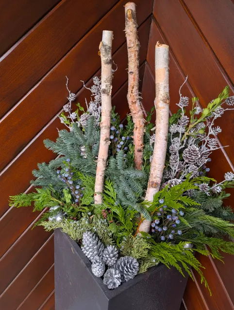 A holiday winter arrangement in a planter pot or container, filled with evergreen branches, pine, spruce, birch branches, pinecones, and juniper berries. A festive arrangement for Christmas or Hannukah.