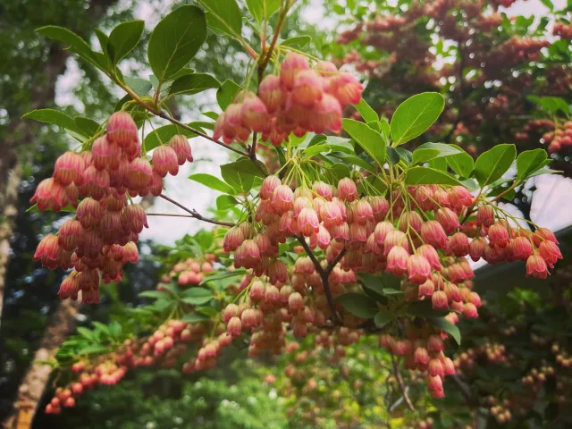 Pink and yellow flowers hanging in clusters on a tree branch, with green leaves and a blurred background of more foliage and sky.