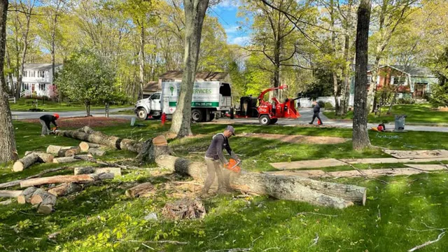S1 Tree Services Banner