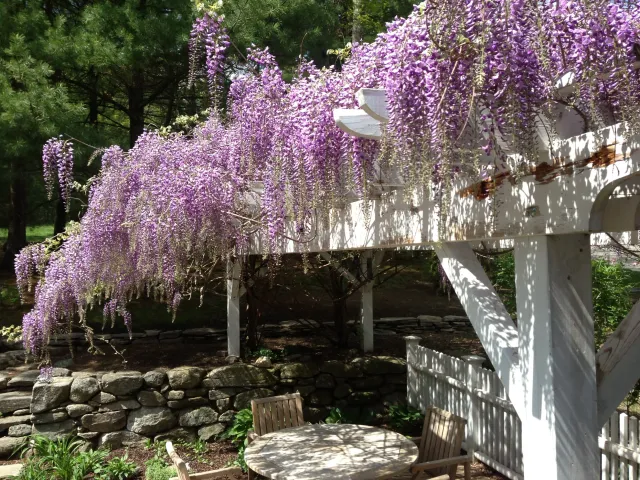 Pergolas help define an outdoor living area and, with the addition of climbing plants, can offer shade on hot summer days.