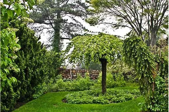 Weeping specimen tree set in a lawn beside a fieldstone wall
