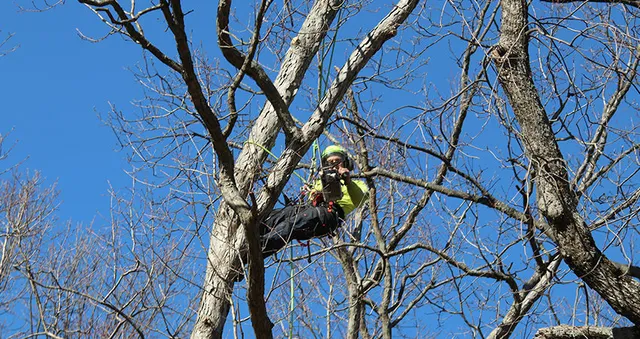 Tree And Plant Pruning
