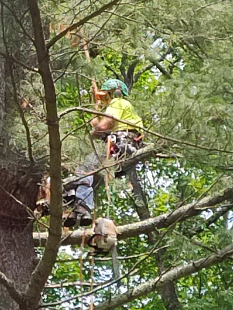 Hailey Tree work photo