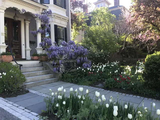 Victorian house porch with wisteria and tulips