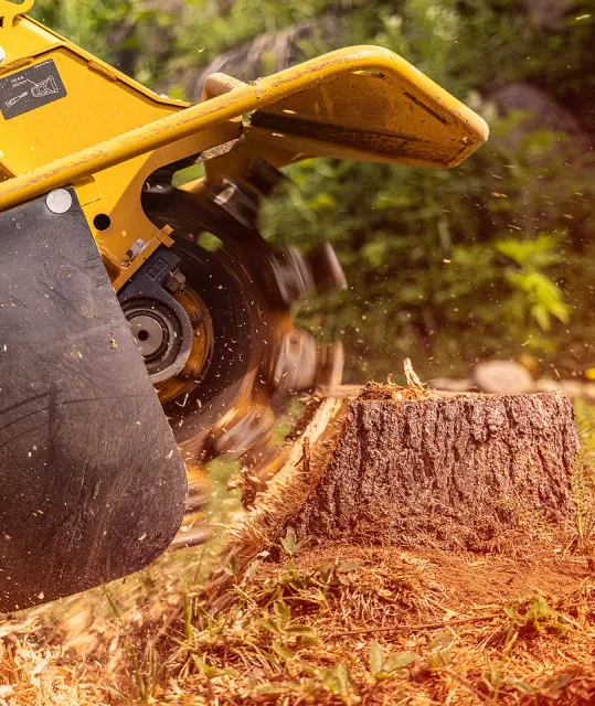 Stump grinding after tree removal